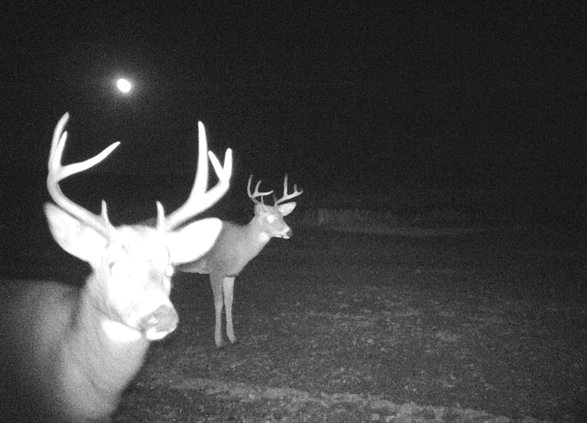 MWF continues to advocate for conservation enforcement of illegal